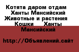 Котята даром отдам - Ханты-Мансийский Животные и растения » Кошки   . Ханты-Мансийский